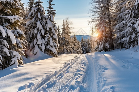 林地里的白雪图片