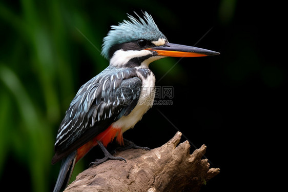 热带雨林中的鸟类图片