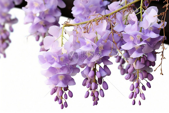 紫藤花绽放图片