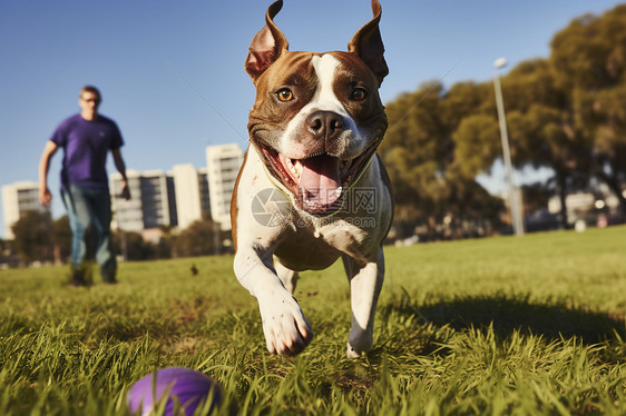 快乐的狗狗奔跑图片