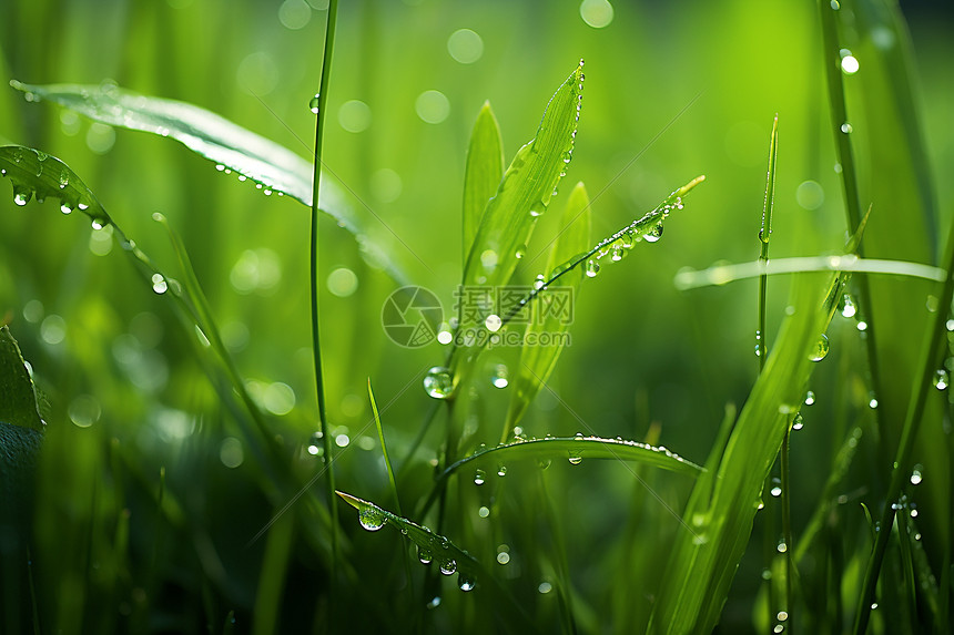 雨后的草地图片