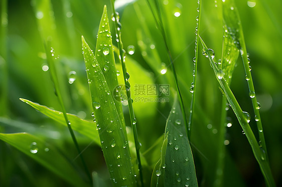 春雨中的草叶图片