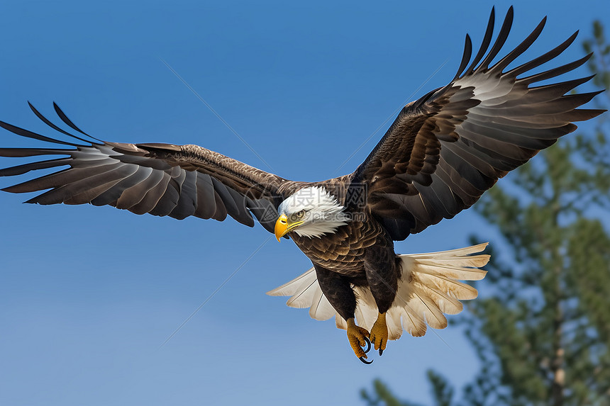 老鹰对决黄蜂全场激战视频直播实时呈现精彩瞬间