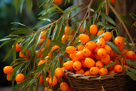 果园里的香橙盛放图片