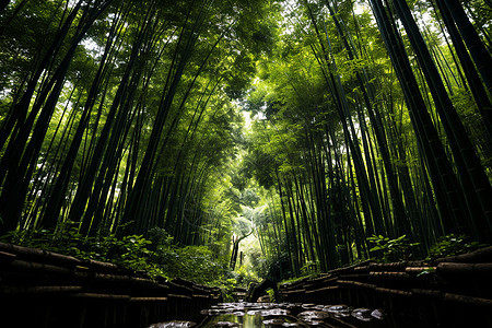 植物公园图片