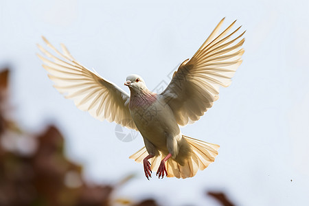 展翅飞翔的鸽子图片