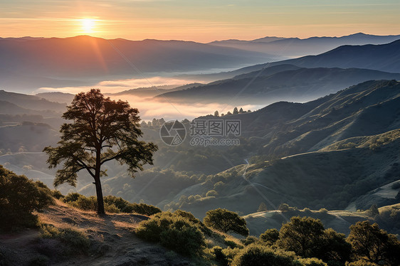 夕阳下的树图片