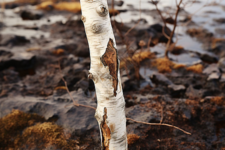 斑驳的银桦树图片