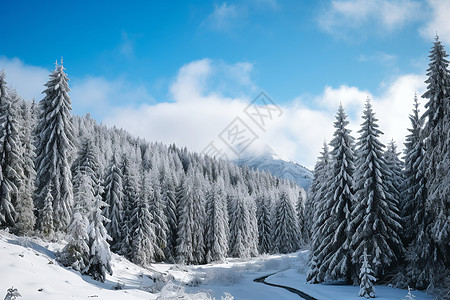 蓝天的雪山云杉珏山高清图片