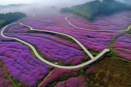 航拍的花田美景背景图片