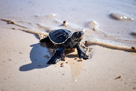 海龟在海滩图片