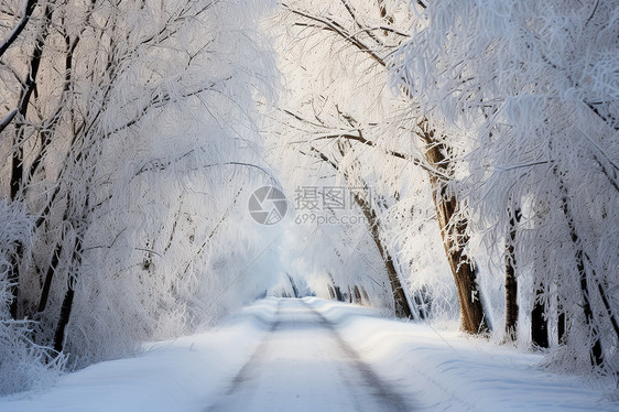 白雪覆盖的公园图片