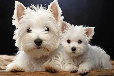 两只白色的狗图片
