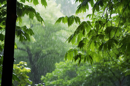 雨天风景雨天的树林背景