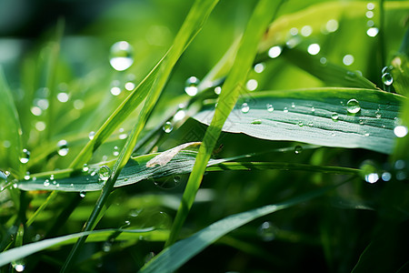 绿叶水珠一滴露珠背景