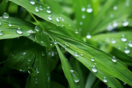绿叶水珠雨天的小草背景