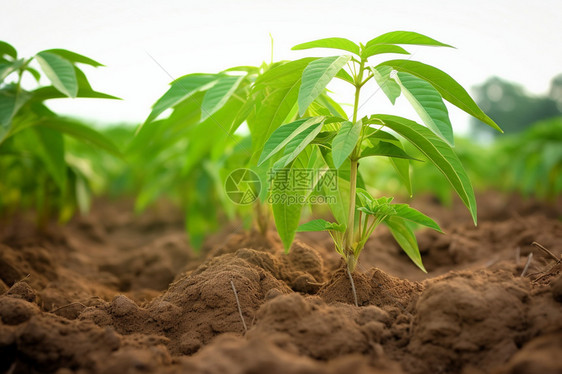 种植的蔬菜苗图片