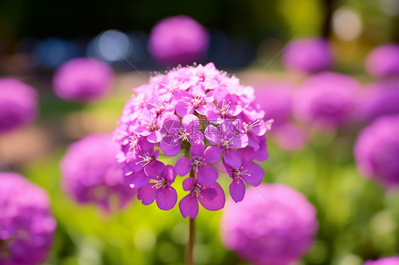 独立的花图片