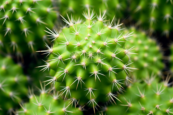 仙人掌种植图片