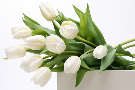 白色的郁金香花束背景图片