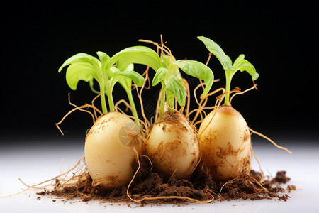 土豆上的嫩芽背景图片