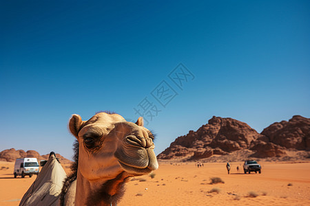 沙漠中的动物背景图片