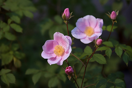 花开时节又逢君图片