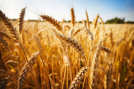 麦田的麦子背景图片