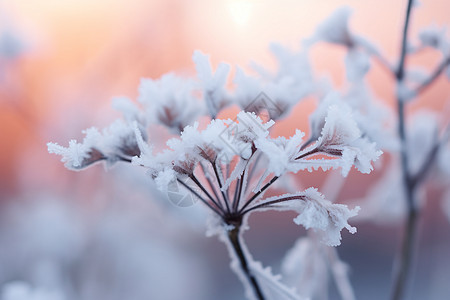 冰雪花朵图片