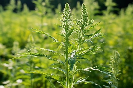 花园里面生长的绿色植物图片