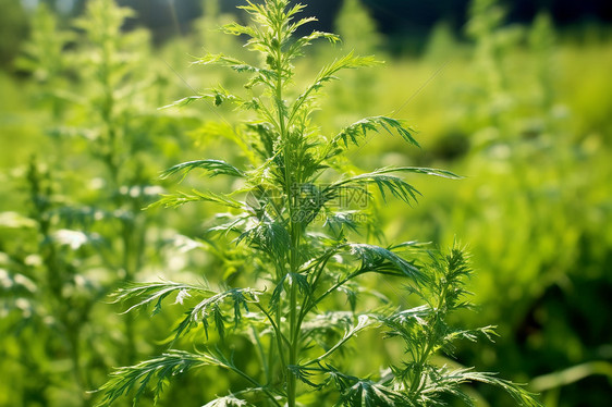 草地里面的杂草植物图片