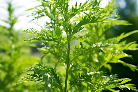 夏季自然的过敏植物图片