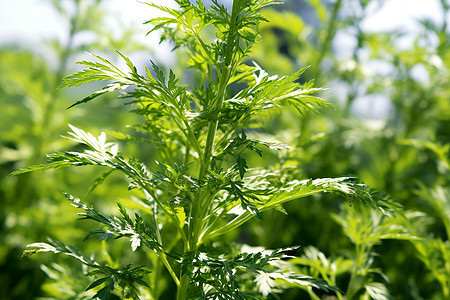 花园里面自然的绿色植物图片