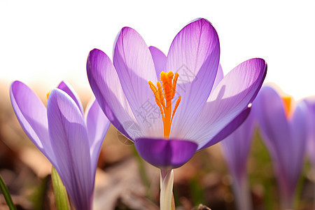 盛放的紫丁香图片