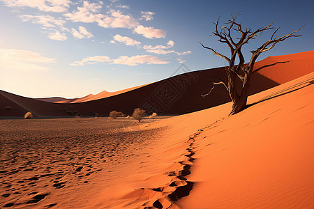 沙漠中死古的大树图片