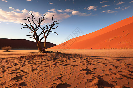 沙漠中干枯的树图片