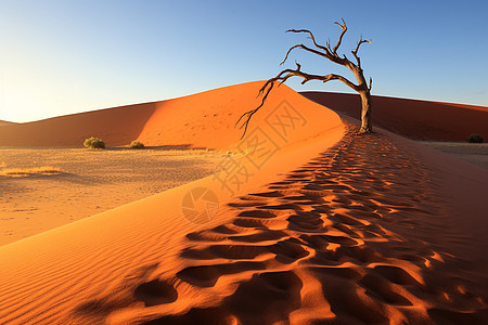 沙丘中枯萎的树图片