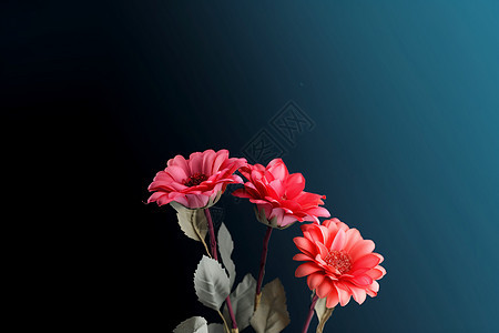 黑色背景中的花朵背景图片