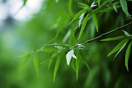 户外翠绿的竹林图片