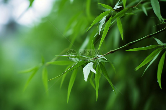 户外翠绿的竹林图片