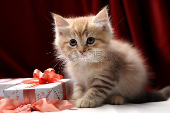 礼物旁可爱的猫咪图片