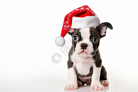 戴着圣诞帽的狗狗图片
