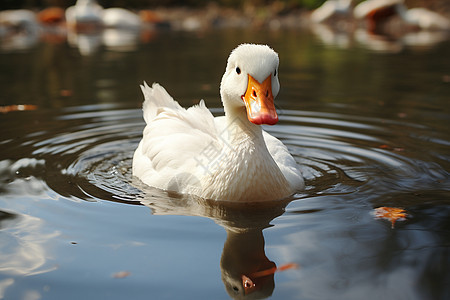 水中游动的白色鸭子图片