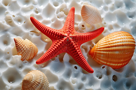 海洋贝壳海星海星和贝壳背景
