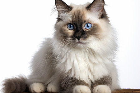 波斯蓝眼睛猫咪图片