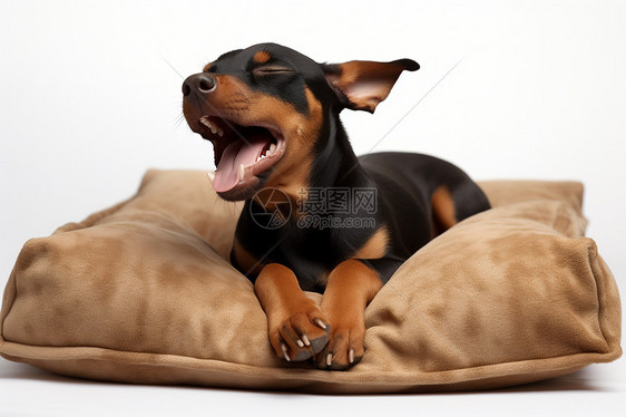 枕头上可爱的小狗图片