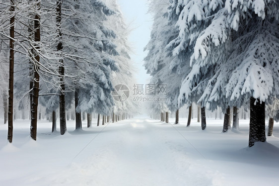 美丽的雪景图片