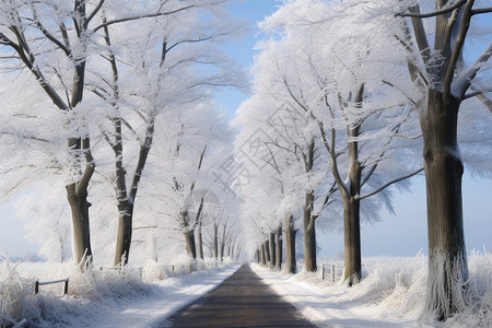 路旁的雪景背景图片