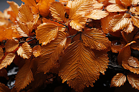 秋叶飞舞的季节图片
