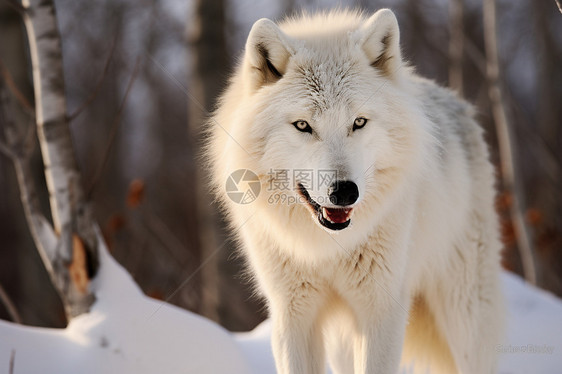 一只白狼图片